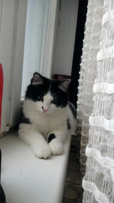 Лот: 10876602. Фото: 1. Котенок - подросток, 6 месяцев... Кошки, котята