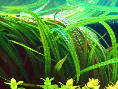 Лот: 12813636. Фото: 1. Криптокорина балансе (Cryptocoryne... Водные растения
