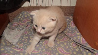 Лот: 3462719. Фото: 1. Шотландские вислоухие котята. Кошки, котята