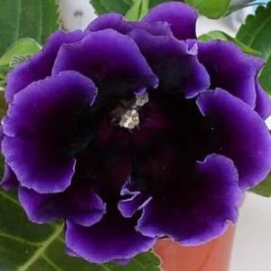 Лот: 4385272. Фото: 1. фиолетовая махровая глоксиния... Горшечные растения и комнатные цветы