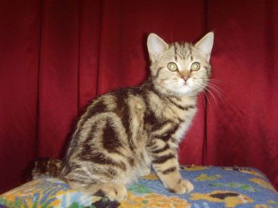 Лот: 3868663. Фото: 1. Британские котята (мальчик с документами... Кошки, котята