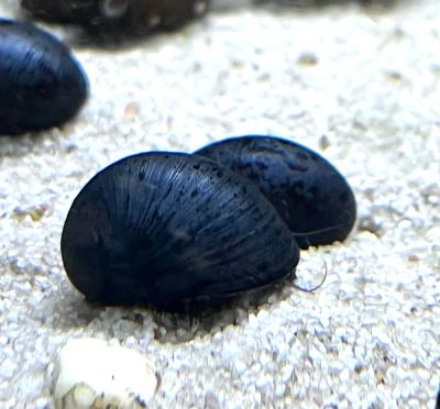 Лот: 25739998. Фото: 1. Неритина Улитка Билайн рогатая... Моллюски, ракообразные, кораллы