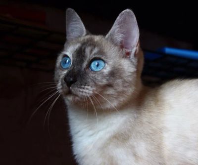 Лот: 6040683. Фото: 1. Красавица Джесси, необычная девочка... Кошки, котята