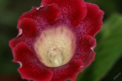 Лот: 2968576. Фото: 1. Глоксиния 37 (цветет). Горшечные растения и комнатные цветы