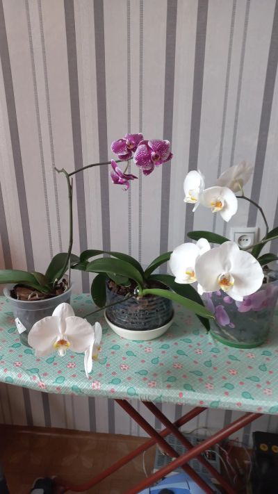 Лот: 20557271. Фото: 1. Орхидея. Горшечные растения и комнатные цветы