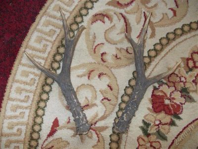 Лот: 2105681. Фото: 1. рога. Сувенирные мелочи