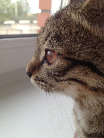 Лот: 4418645. Фото: 1. Кошечка-оцикет "Домашний Гепард... Кошки, котята