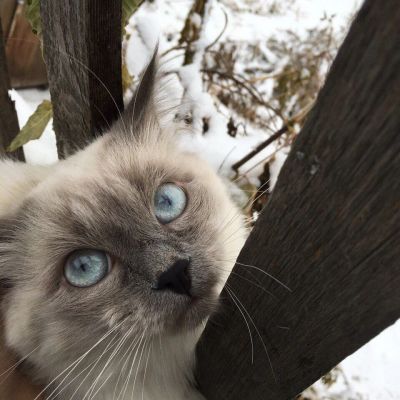 Лот: 9511146. Фото: 1. Отдам кота. Кошки, котята