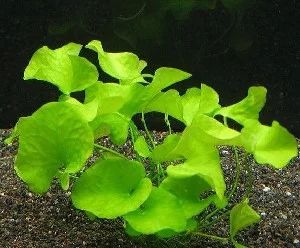 Лот: 6500148. Фото: 1. Nymphoides sp. "Taiwan". Водные растения