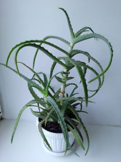 Лот: 19183530. Фото: 1. Алоэ 🌿. Горшечные растения и комнатные цветы