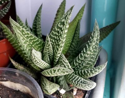 Лот: 8096763. Фото: 1. Хавортия haworthia pumila Horizont... Горшечные растения и комнатные цветы