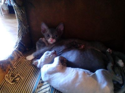 Лот: 5687593. Фото: 1. котенок сфинкс брашевая. Кошки, котята