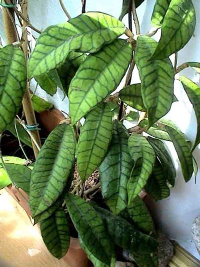Лот: 10897220. Фото: 1. Хойя (Hoya Callistophylla) укоренённый... Горшечные растения и комнатные цветы