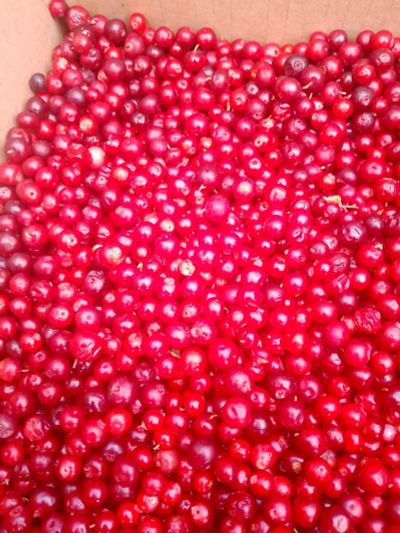 Лот: 24920416. Фото: 1. Брусника заморозка в наличии. Ягоды, орехи