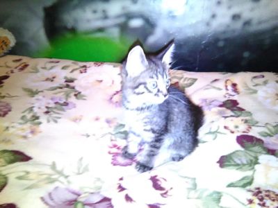 Лот: 6878825. Фото: 1. полосатое чудо. Кошки, котята