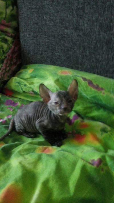 Лот: 5026158. Фото: 1. Продам котёнка Сфинкс черепаховая... Кошки, котята