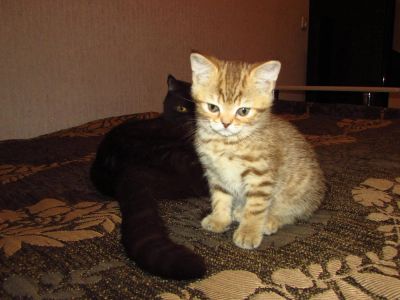 Лот: 7078414. Фото: 1. шотландский котенок Страйт. Кошки, котята