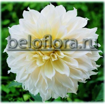 Лот: 7085700. Фото: 1. Георгина Fleurel, декоративная... Другое (семена, рассада, садовые растения)