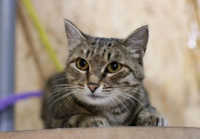 Лот: 8334128. Фото: 1. Ненавязчивая стерилизованная кошка... Кошки, котята