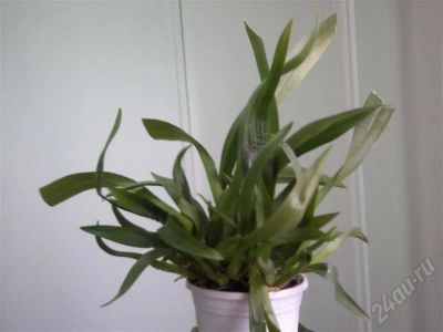 Лот: 485291. Фото: 1. орхидея цветет маленькими яркими... Горшечные растения и комнатные цветы