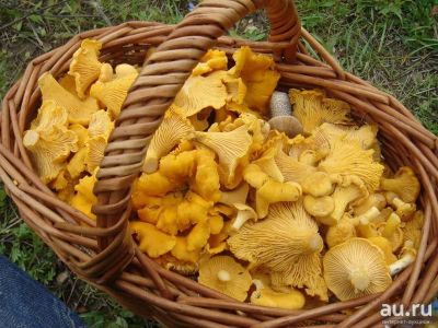 Лот: 10003862. Фото: 1. Грибы лисички. Грибы