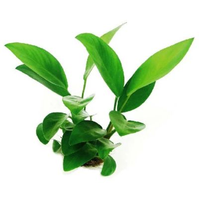 Лот: 16158661. Фото: 1. Анубиас Конгенсис (Anubias congensis... Водные растения