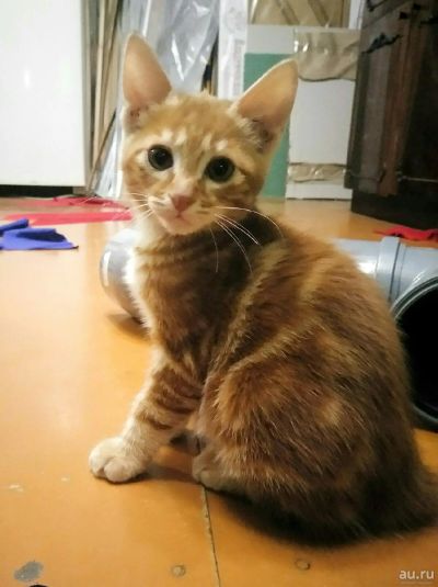 Лот: 13805009. Фото: 1. Котенок Курильского Бобтейла. Кошки, котята