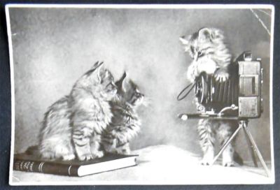 Лот: 7148475. Фото: 1. Открытка Кошки, котята, книга... Открытки, конверты