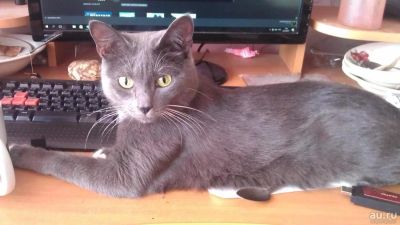 Лот: 9708629. Фото: 1. Отдам кота в хорошие руки. Кошки, котята