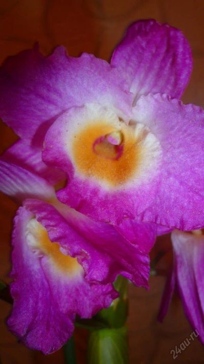 Лот: 6431203. Фото: 1. орхидея дендробиум малиновый... Горшечные растения и комнатные цветы