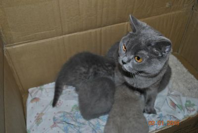 Лот: 4931106. Фото: 1. шотландские вислоухие котята. Кошки, котята