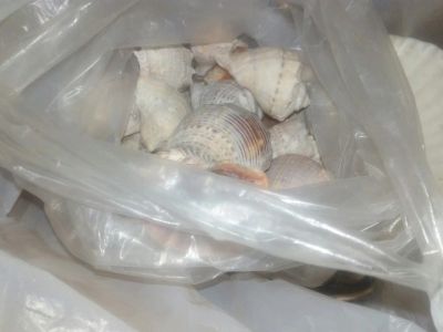 Лот: 10435682. Фото: 1. ракушки с черного моря. Грунты, украшения, наполнения