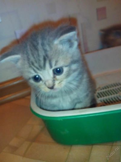 Лот: 3489875. Фото: 1. Британская кошечка. Кошки, котята