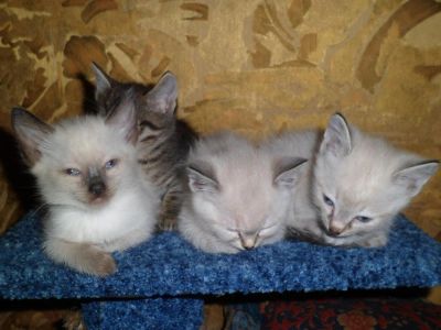 Лот: 4590919. Фото: 1. Котята 1,5 месяца. Кошки, котята