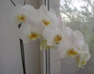 Лот: 18164312. Фото: 1. Орхидея Фаленопсис, отцвела, белая. Горшечные растения и комнатные цветы
