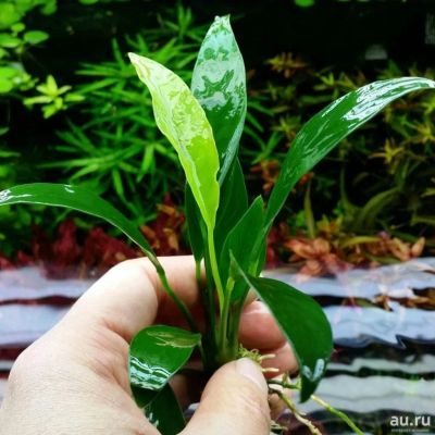 Лот: 16200294. Фото: 1. Анубиас конгензис мини (Anubias... Водные растения