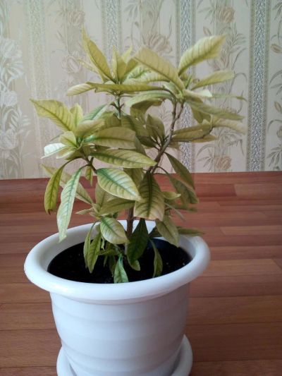 Лот: 9535529. Фото: 1. Гардения. взрослый куст. Забирать... Горшечные растения и комнатные цветы