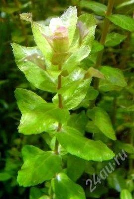 Лот: 1205790. Фото: 1. Ротала макрандра грин (Rotala... Водные растения