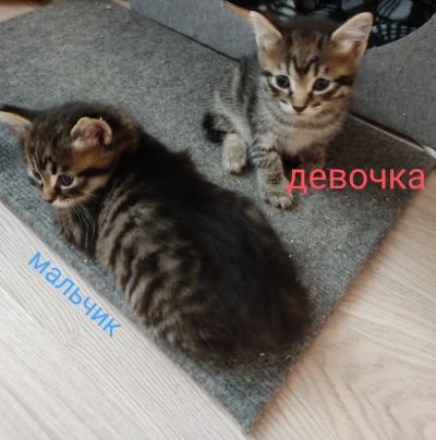 Лот: 24667278. Фото: 1. Котята. Кошки, котята