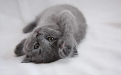 Лот: 4312367. Фото: 1. Британский котик Мяурицио. Кошки, котята