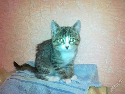 Лот: 1385503. Фото: 1. Очаровательная кошечка самая лучшая... Кошки, котята