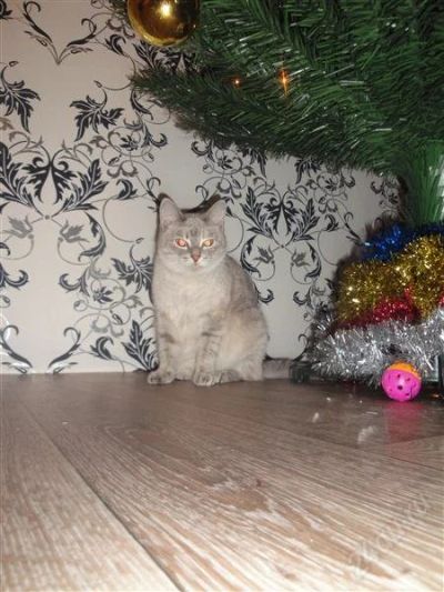 Лот: 2505920. Фото: 1. Кошка ищет котика для приятного... Кошки, котята