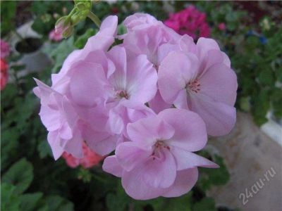 Лот: 1580550. Фото: 1. Сортовая пеларгония Deacon Moonlight. Горшечные растения и комнатные цветы