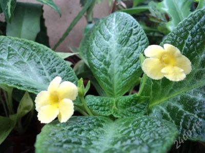 Лот: 1847053. Фото: 1. эписция yellow mist. Горшечные растения и комнатные цветы