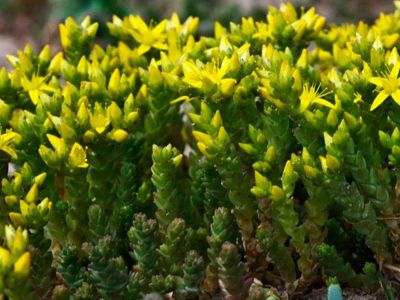 Лот: 13980217. Фото: 1. Очиток едкий, Седум (Sedum acre... Садовые цветы