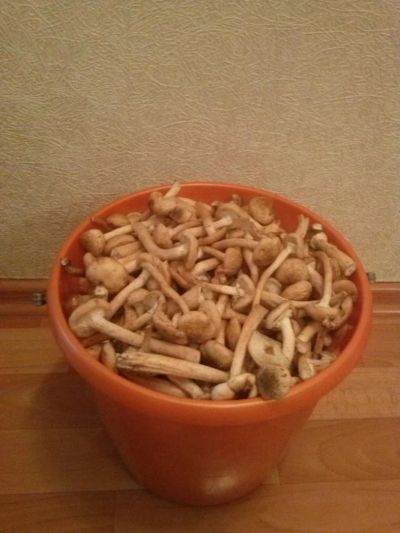 Лот: 8126263. Фото: 1. Опята свежие 10 л, сбор 16.09... Грибы
