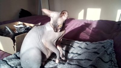 Лот: 21430046. Фото: 1. Сфинкс Брашка Бастард. Кошки, котята