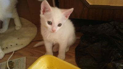 Лот: 6094438. Фото: 1. Отдам котёнка белого окраса. Кошки, котята