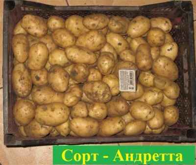 Лот: 6014717. Фото: 1. Картофель оптом и в розницу Доставка... Картофель