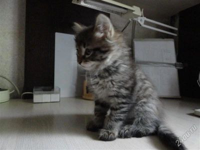 Лот: 2943010. Фото: 1. Очень пушистый и милый кот). Кошки, котята